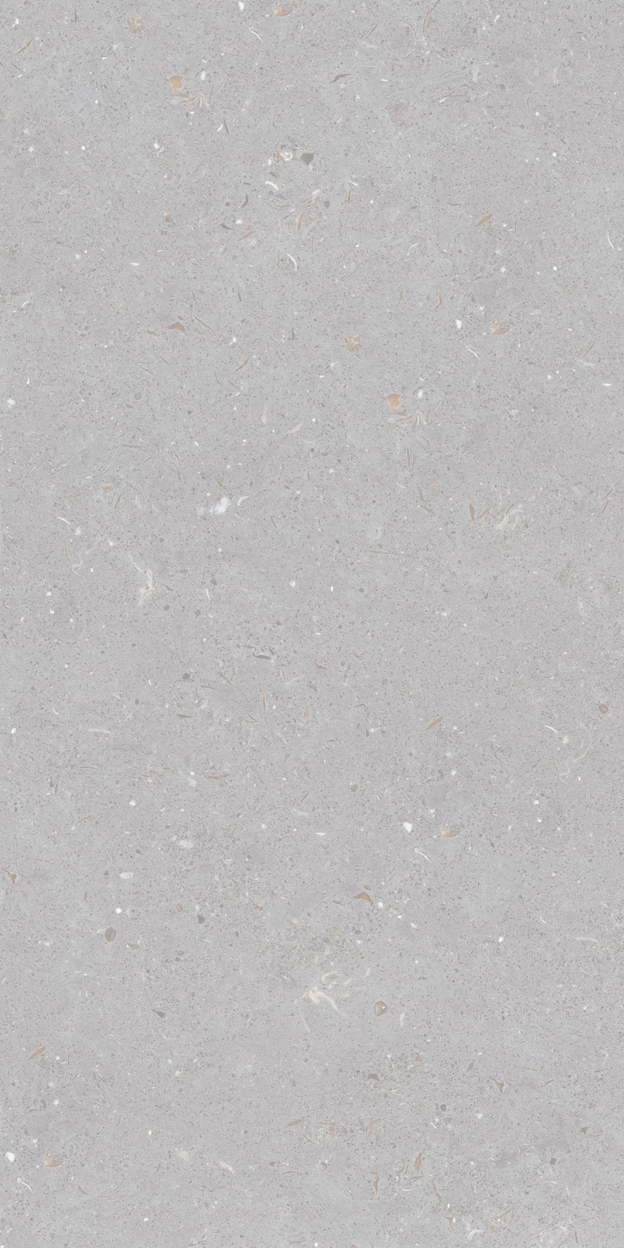 FOSSIL DOVE F17 scaled
