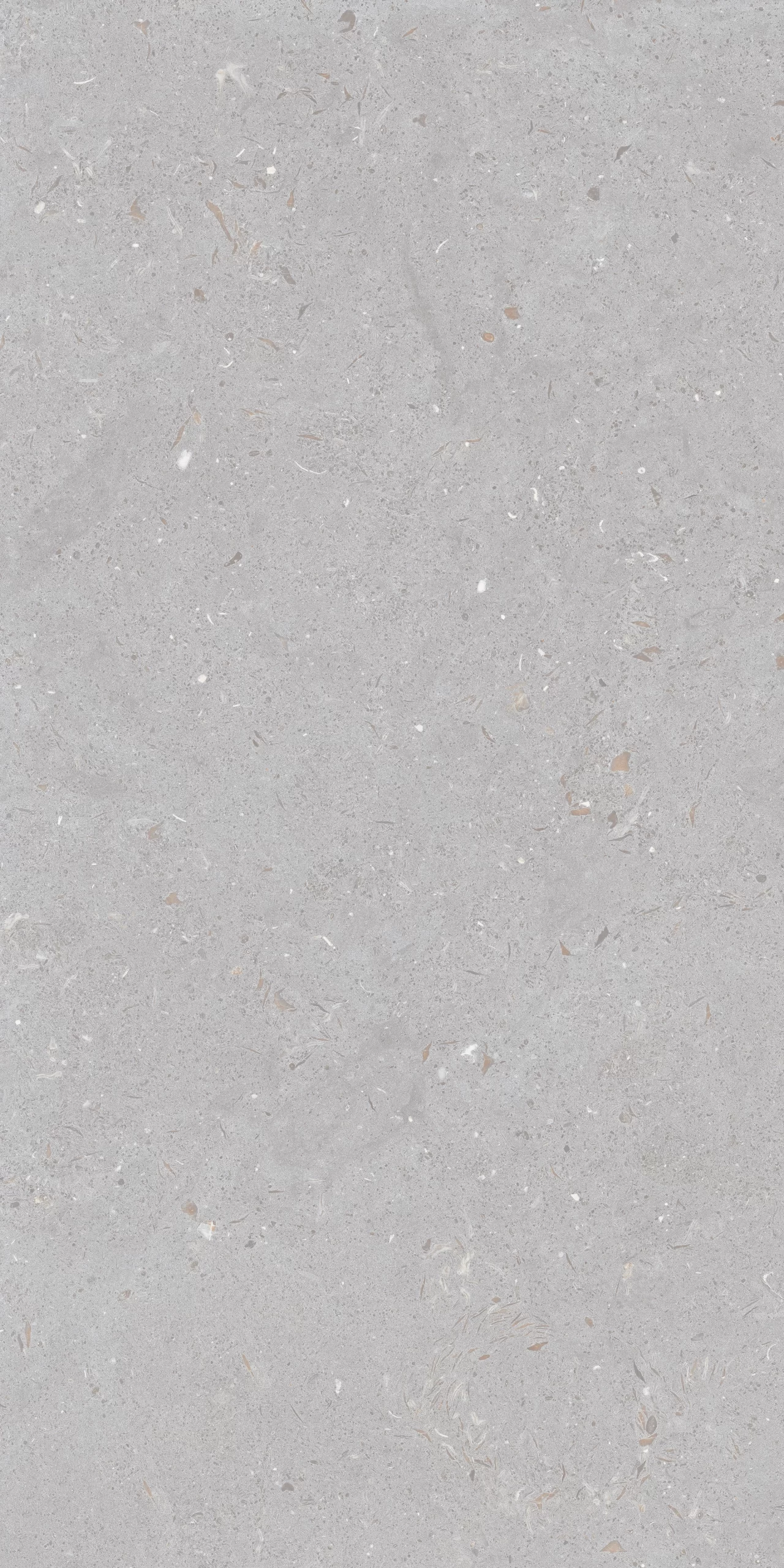 FOSSIL DOVE F19 scaled